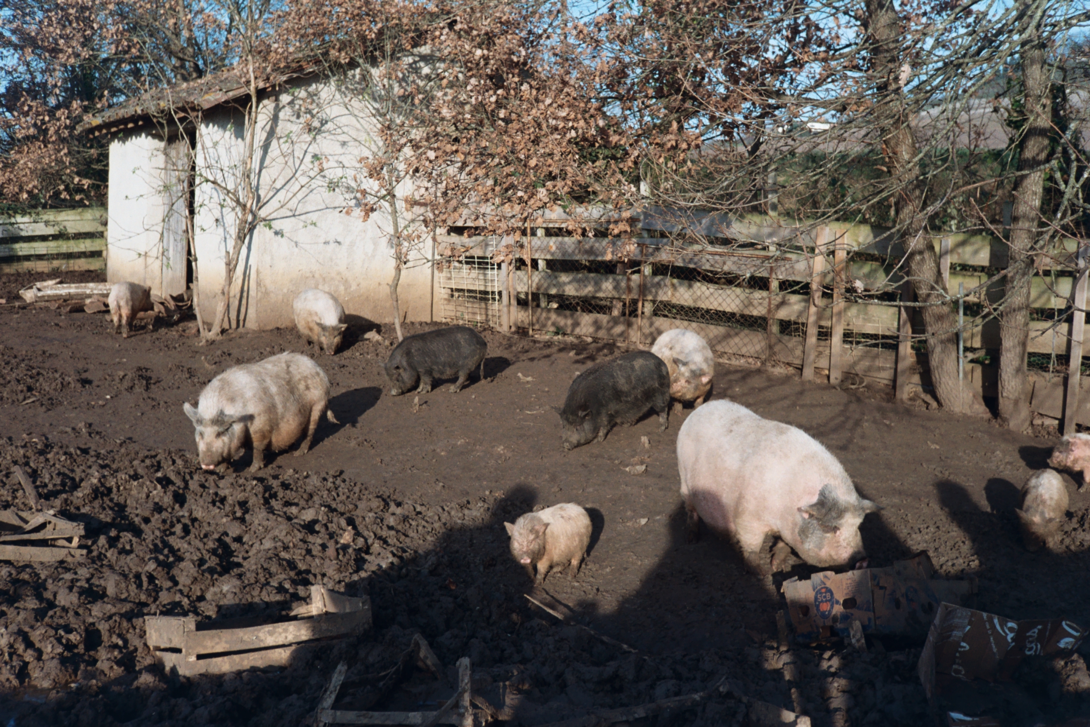 Pigs