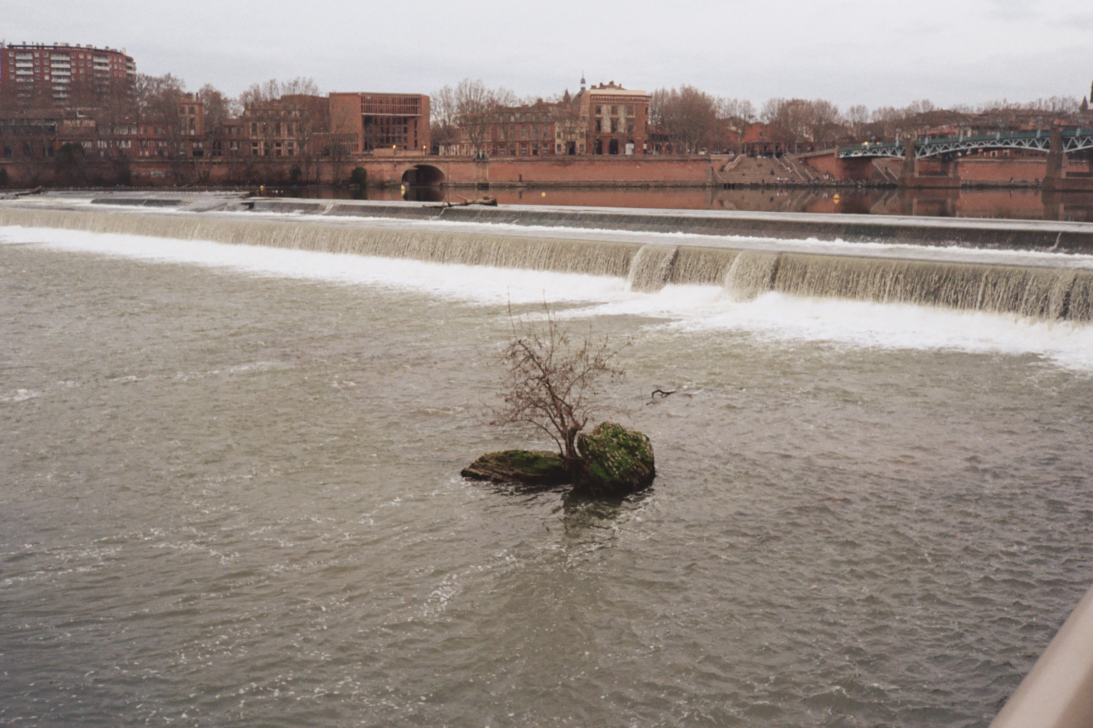 Toulouse Trees