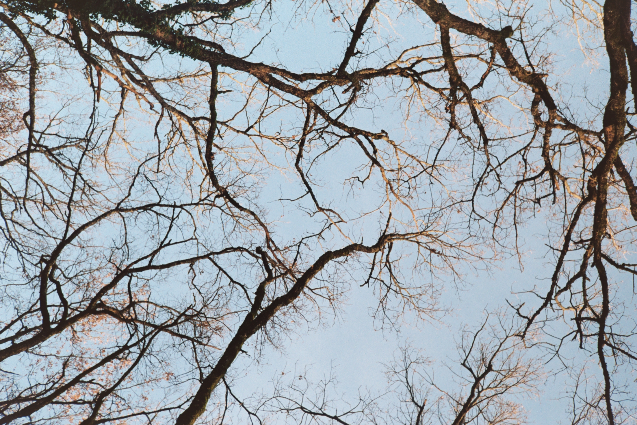 Trees